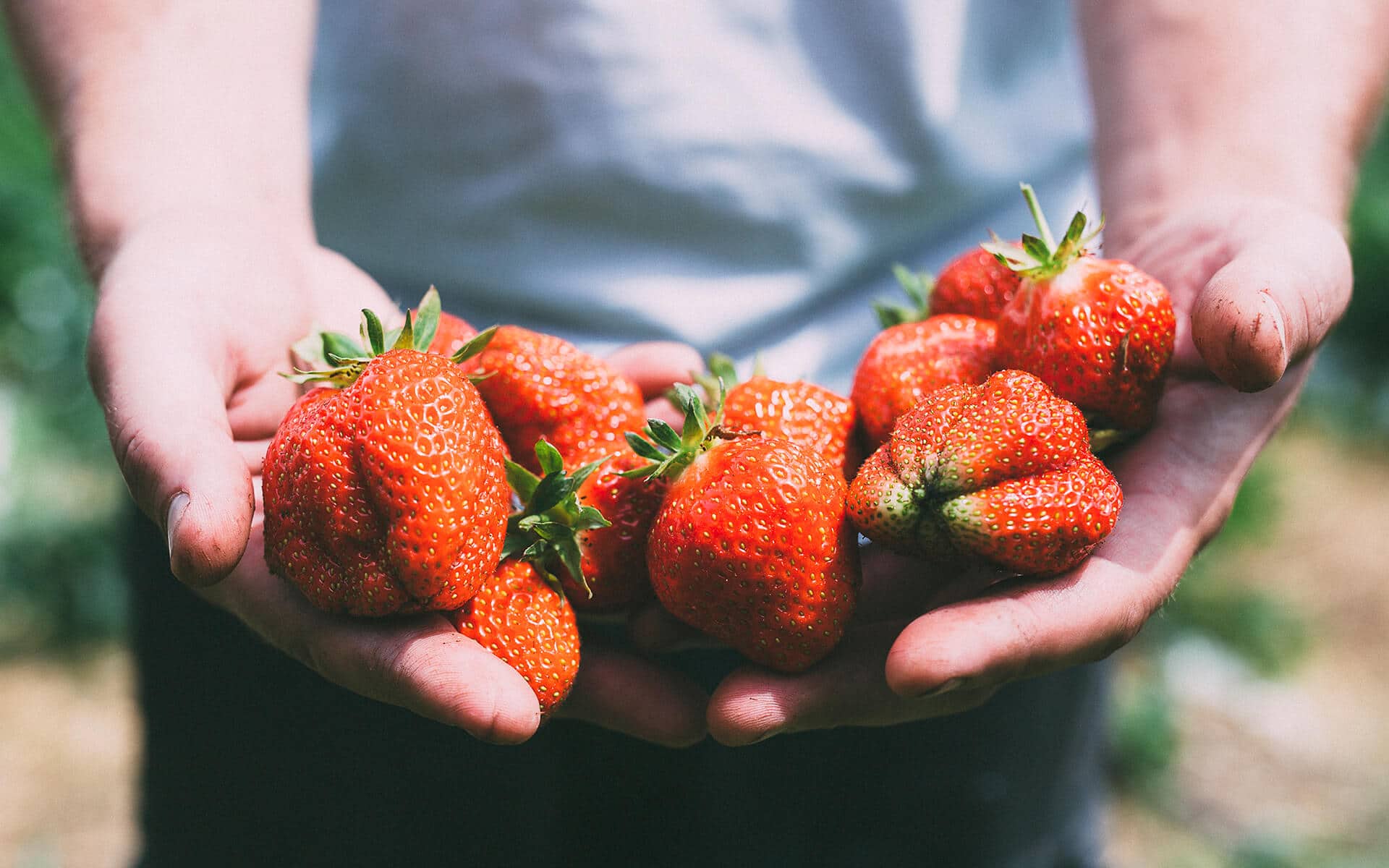 Erdbeeren - reicher-spargel.at